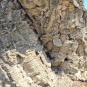 Quercus Suber - 6