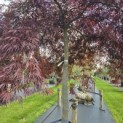 Acer palmatum 'Inaba Shidare' - 1