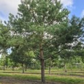 Pinus sylvestris - 3