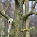 Malus domestica 'Notarisappel' - Foto 1