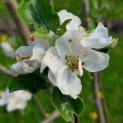 Malus domestica 'Notarisappel' - Foto 2
