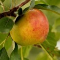 Malus domestica 'Notarisappel' - Foto 3