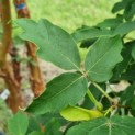 Acer griseum - blad