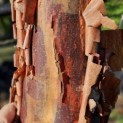 Acer griseum - 1