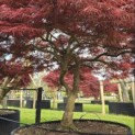 Acer palmatum 'Garnet' - 2