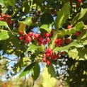 Ilex Aquifolium - 3