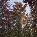 Fagus sylvatica 'Atropunicea' - 4