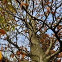 Fagus sylvatica - 1670 november 2023