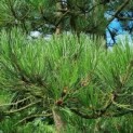Pinus nigra 'Nigra' - Foto 9