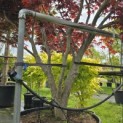 Acer palmatum 'Bloodgood' - 1