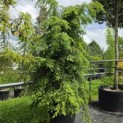 Tsuga canadensis - Foto 4