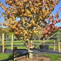 Parrotia persica 'Vanessa' - 2