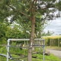 Pinus sylvestris - 3