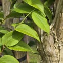 Heptacodium miconioides - Foto 1