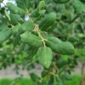 Quercus Suber - Afbeelding 1