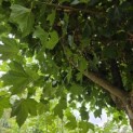Platanus hispanica - 2