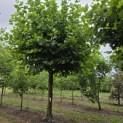 Platanus hispanica - 1