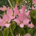 Cornus 'Rosy Teacups' - Foto 1