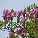 Magnolia 'Susan' - 1