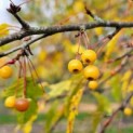 Malus toringo 'Brouwers Beauty' - 3