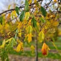 Malus toringo 'Brouwers Beauty' - 1