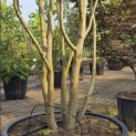 Parrotia persica - 4