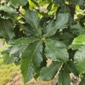 Quercus pontica - 1