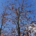 Fagus sylvatica 'Atropunicea' - 2