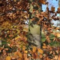 Fagus sylvatica 'Atropunicea' - 4