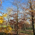 Fagus sylvatica 'Atropunicea' - 3