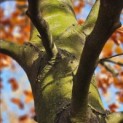 Fagus sylvatica 'Atropunicea' - 5