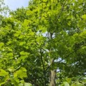 Fagus sylvatica - 3