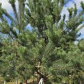 Pinus sylvestris - Foto 3