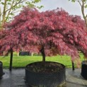 Acer palmatum 'Garnet' - 1