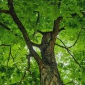 Gymnocladus dioica - Afbeelding 4