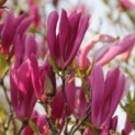 Magnolia 'Susan' - Afbeelding 1