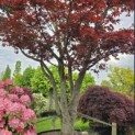 Acer palmatum 'Atropurpureum' - 1