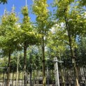 Amelanchier arborea 'Robin Hill' - Foto 5