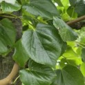 Tilia x europaea 'Euchlora' - Foto 4