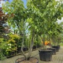 Davidia involucrata - 1