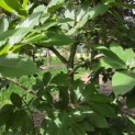 Castanea Sativa - 1