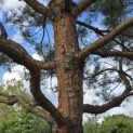 Pinus sylvestris - Foto 1