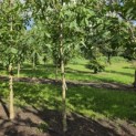 Juglans regia 'Broadview'' - Foto 2
