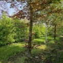 Fagus sylvatica 'Atropunicea' - 1