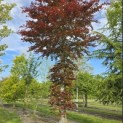 Fagus sylvatica 'Atropunicea' - 3