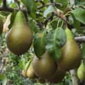 Pyrus c. 'Conference' - 6