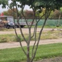 Parrotia persica - Foto 3