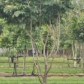 Parrotia persica - Foto 2