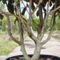 Magnolia grandiflora 'Goliath' - 3