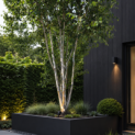 Betula utilis 'Doorenbos' - 1